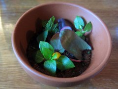 Chicken Liver Parfait